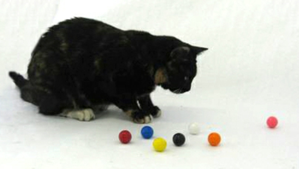 Gumballs So Delicious, Even the Cats Love ‘Em