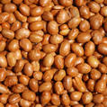 Roasted Unsalted Soy Nuts