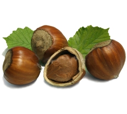 Passover Hazelnuts (Filberts)