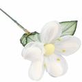 White Jordan Almond Flower with Stem