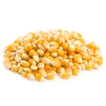 Mushroom Popcorn Kernel Seeds