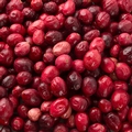 Freeze Dried Cranberries  - 2 oz Bag